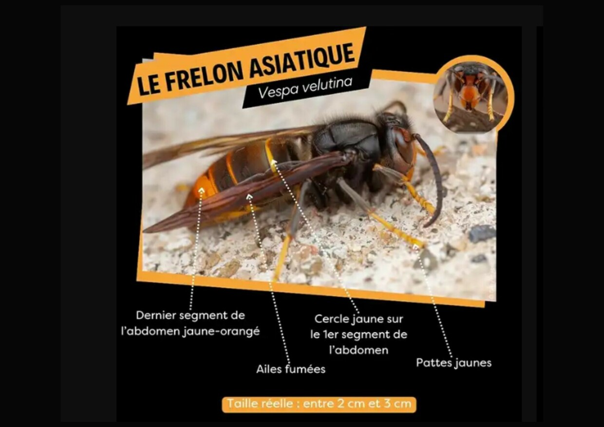 Entreprises de désinsectisation/destruction de nids de Frelons Asiatiques